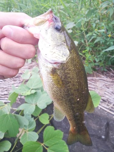 ラージマウスバスの釣果