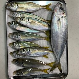 アジ