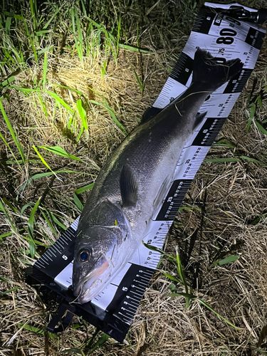 スズキの釣果