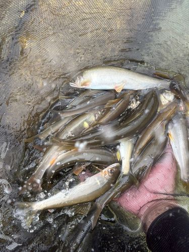 アユの釣果