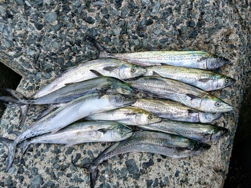 サゴシの釣果