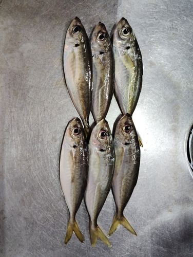 駿河湾