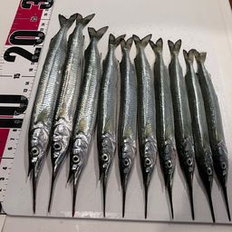 サヨリ