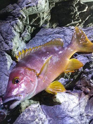 シブダイの釣果