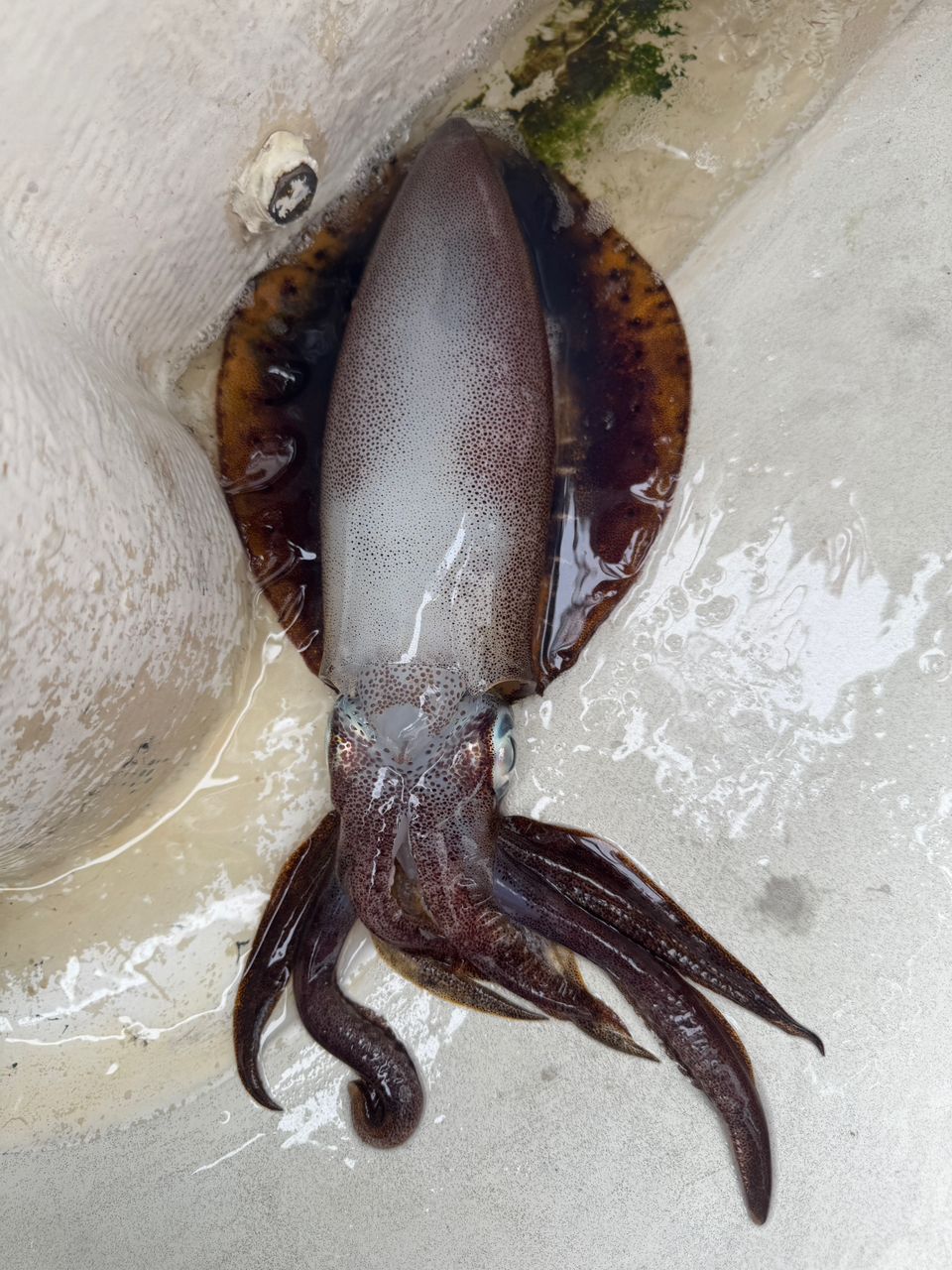 わんこわんさんの釣果 2枚目の画像