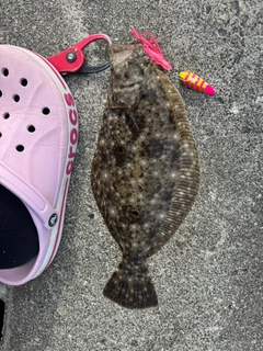 ヒラメの釣果