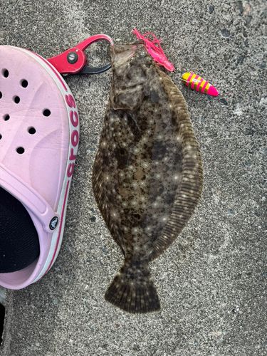 ヒラメの釣果