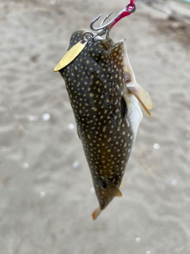 フグの釣果