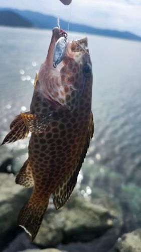 オオモンハタの釣果