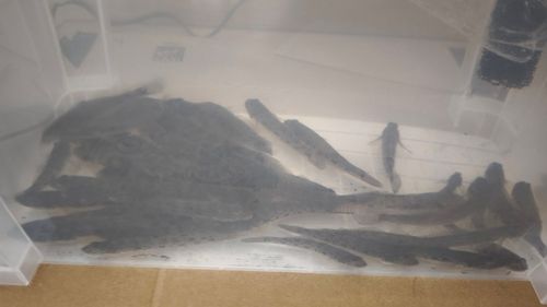 マハゼの釣果