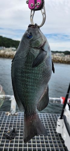 グレの釣果