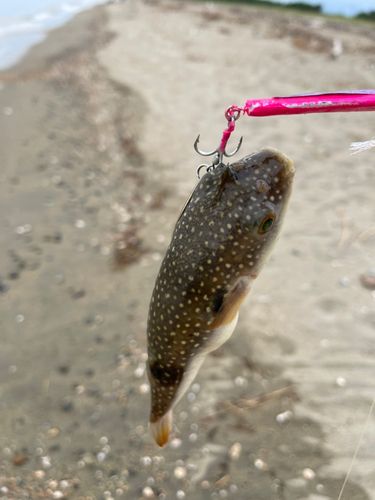 フグの釣果
