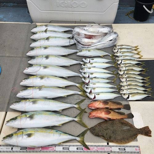 ヒラメの釣果