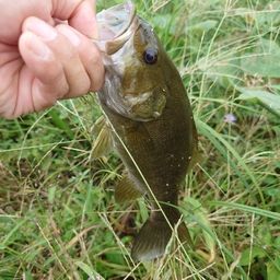 スモールマウスバス