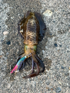 ヤリイカの釣果