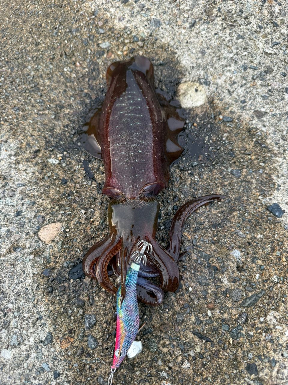 ヤリイカ