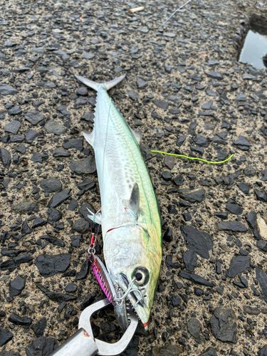 サゴシの釣果