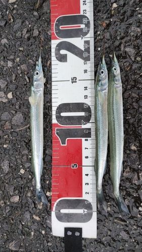 サヨリの釣果