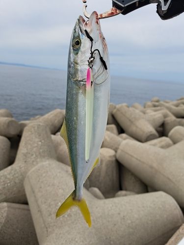 ワカシの釣果