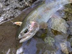 ニジマスの釣果