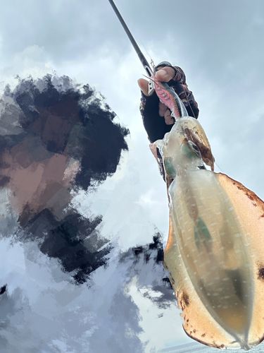 アオリイカの釣果