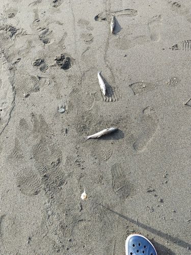 茅ヶ崎海岸