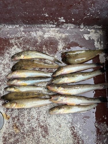 ハゼの釣果