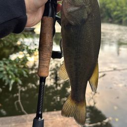 ラージマウスバス