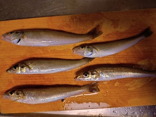 キスの釣果