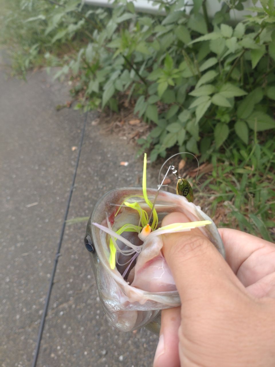 ブラックバス