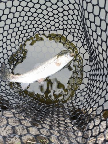 ニジマスの釣果