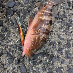 アコウ