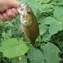 スモールマウスバス