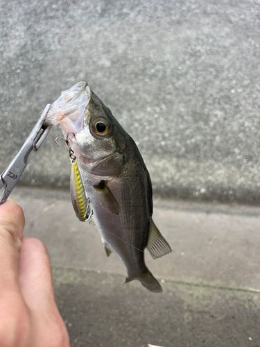 セイゴ（マルスズキ）の釣果