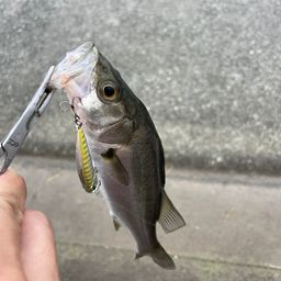 セイゴ（マルスズキ）