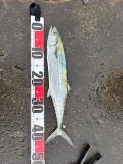 サゴシの釣果