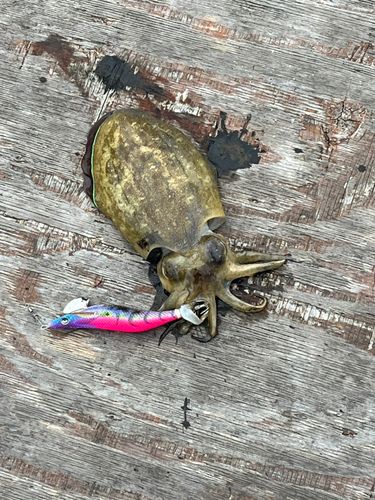 コウイカの釣果