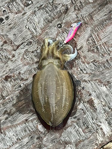 コウイカの釣果