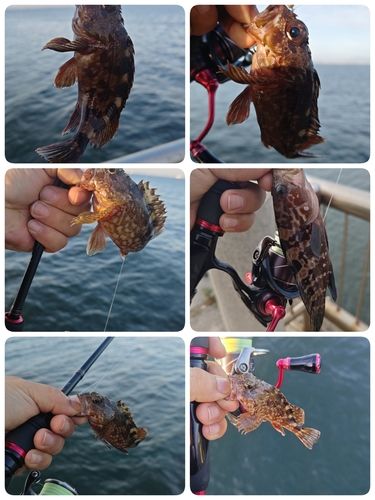 カサゴの釣果