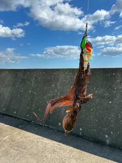 タコの釣果