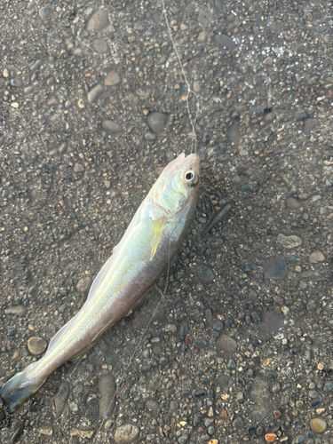 コマイの釣果