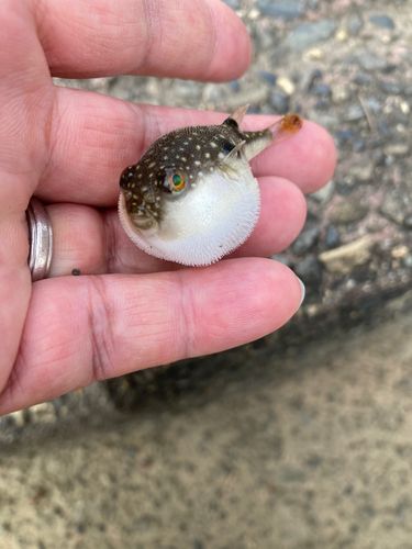 フグの釣果