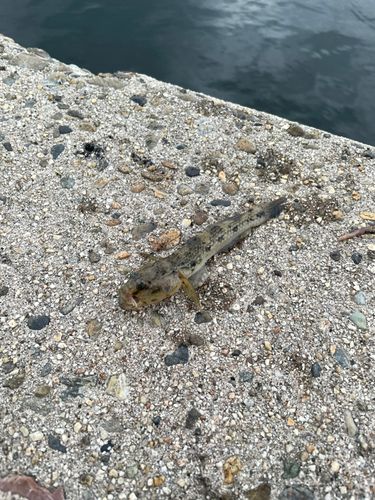 衣浦湾