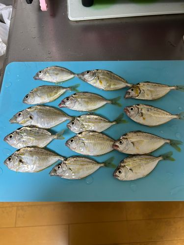 ヒイラギの釣果