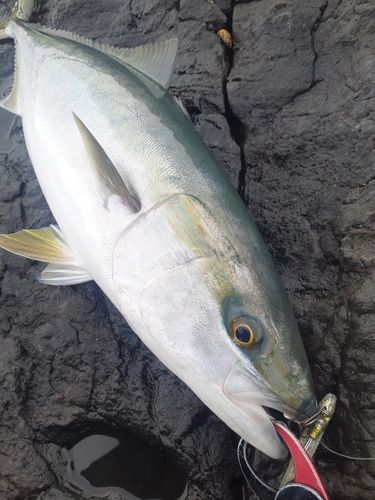ブリの釣果