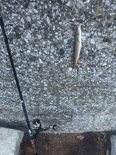 アカカマスの釣果