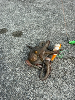 タコの釣果