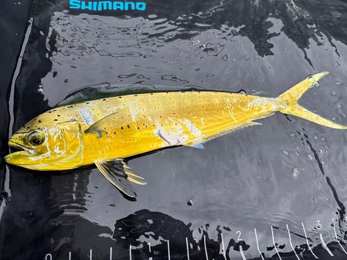 シイラの釣果