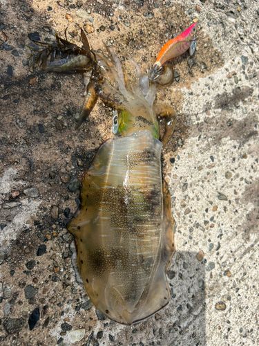 アオリイカの釣果