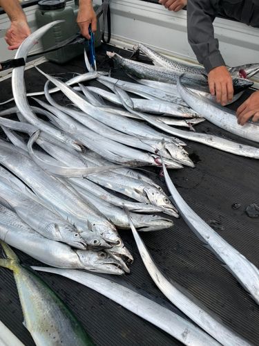 タチウオの釣果